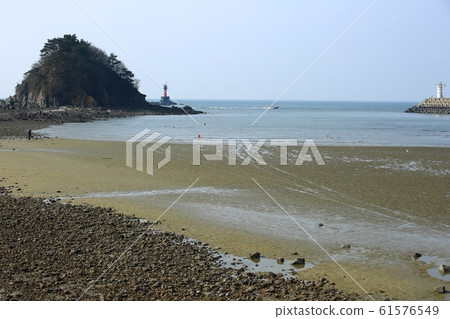Seascape, flowers Seascape, flowers 61576549