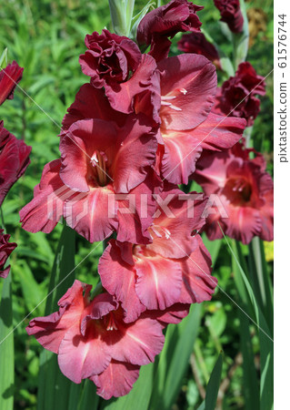 Red Gladiolus Flowers Stock Photo 61576744 Pixta