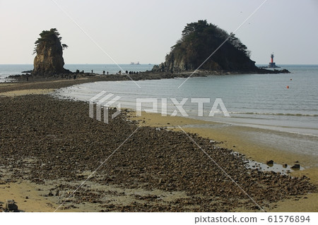 Seascape, flower beach, nature Seascape, flower beach, nature 61576894