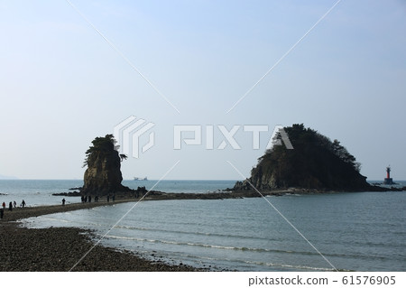 Seascape, flower beach, nature 61576905
