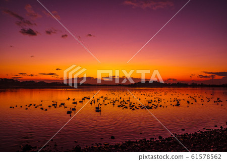 天鵝Tataranuma群馬立林市 天鵝Tataranuma群馬立林市 61578562