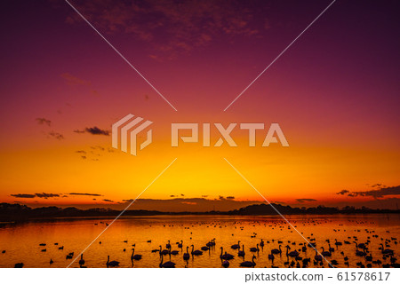 Land of swan Tataranuma Gunma Tatebayashi Land of swan Tataranuma Gunma Tatebayashi 61578617