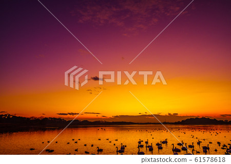 Land of swan Tataranuma Gunma Tatebayashi Land of swan Tataranuma Gunma Tatebayashi 61578618