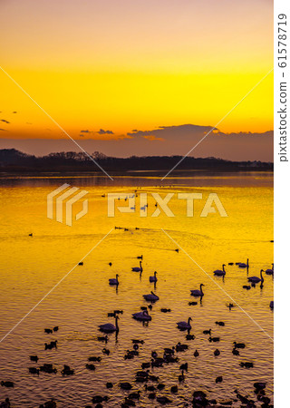 Land of swan Tataranuma Gunma Tatebayashi Land of swan Tataranuma Gunma Tatebayashi 61578719