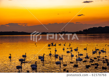 Land of swan Tataranuma Gunma Tatebayashi Land of swan Tataranuma Gunma Tatebayashi 61578768