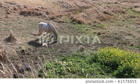 Horses in the meadow Horses in the meadow 61578855