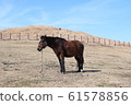 Horse in the field 61578856