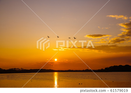 Swan flight site Tatara Numa Tatebayashi City, Gunma Prefecture 61579019