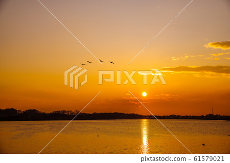 Swan flight site Tatara Numa Tatebayashi City, Gunma Prefecture Swan flight site Tatara Numa Tatebayashi City, Gunma Prefecture 61579021