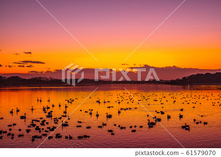 Swan flight site Tatara Numa Tatebayashi City, Gunma Prefecture Swan flight site Tatara Numa Tatebayashi City, Gunma Prefecture 61579070