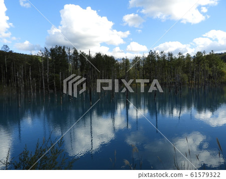 美瑛的藍塘 61579322