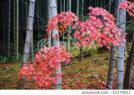 竹樹叢秋葉 61579851