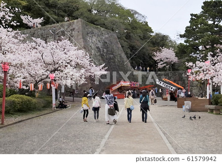 Cherry blossom viewing Wakayama Castle in full bloom 61579942