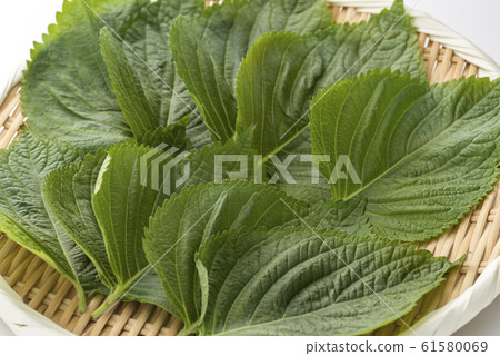 Sesame leaf Sesame leaf 61580069