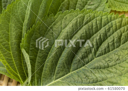 Sesame leaf 61580070