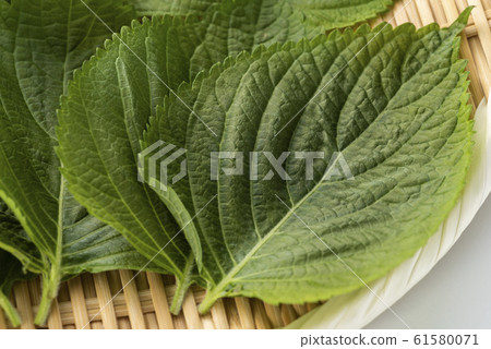 Sesame leaf 61580071