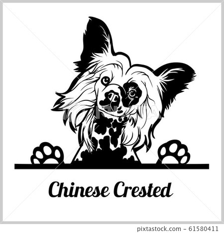 dog head, Chinese Crested breed, black and white illustration dog head, Chinese Crested breed, black and white illustration 61580411