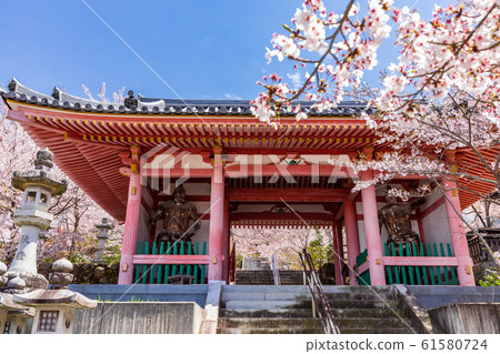 奈良津寶阪寺的鳥羽和櫻花 61580724