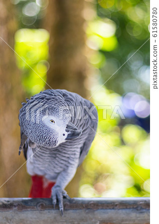 small gray parrot sits on a branch and scratches 61580780