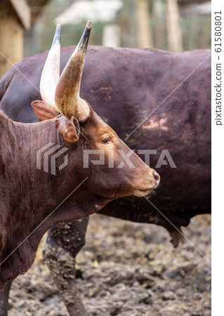 dark brown watussi bull with sharp and big horns 61580801