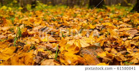 yellow foliage orange fallen lot cover the ground yellow foliage orange fallen lot cover the ground 61580841