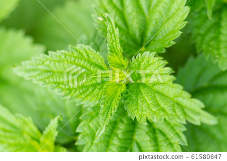 background mint bush openwork and long, green background mint bush openwork and long, green 61580847