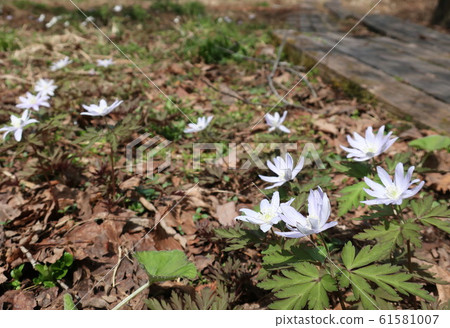Flower of a glacier 61581007