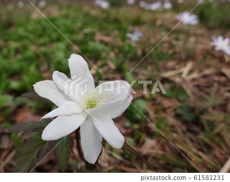 冰川的花 61581231