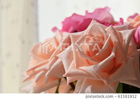 beautiful orange rose gold flower color blossom blooming in the morning day beautiful orange rose gold flower color blossom blooming in the morning day 61581912