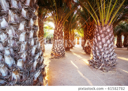 Palm plantation Palm plantation 61582782