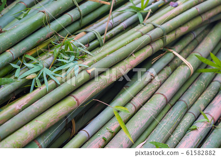 pile of bamboo trees close up view 61582882