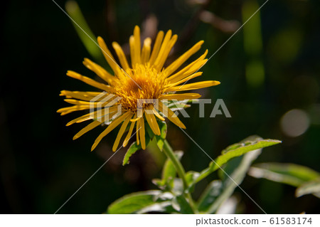 野花與黃色的秋花 61583174