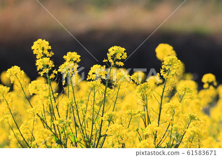 Rape blossom (rape mustard) community 61583671