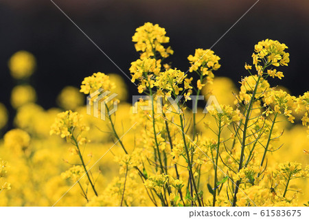 Rape blossom (rape mustard) community Rape blossom (rape mustard) community 61583675