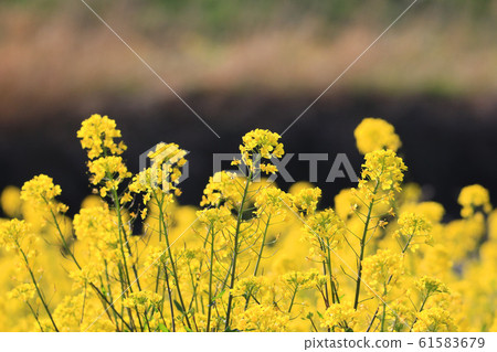油菜花(芥菜)社區 油菜花(芥菜)社區 61583679