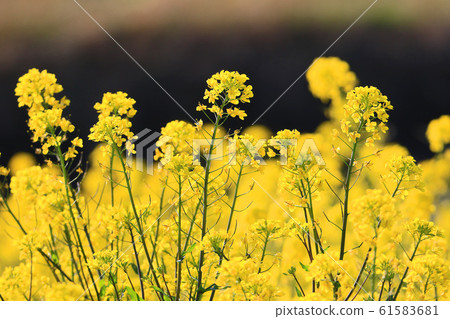 Rape blossom (rape mustard) community Rape blossom (rape mustard) community 61583681