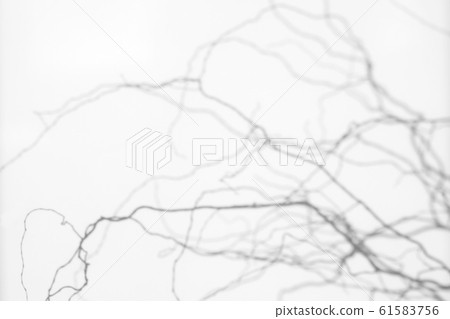 shadows of the tree branches on a white wall 61583756