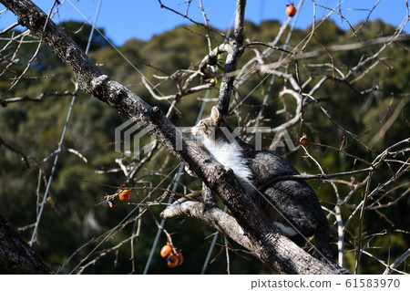 Cat aiming for wild bird 61583970