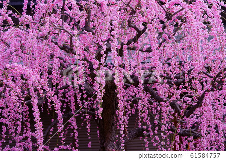 Sugawara Tenmangu weeping plum-2 Sugawara Tenmangu weeping plum-2 61584757