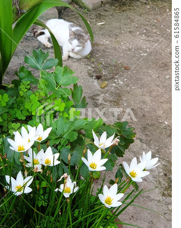 花和院子裡的貓 61584865