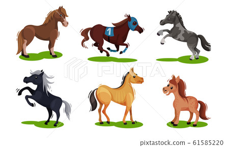 Different Horse Breeds Standing on the Ground Vector Set 61585220