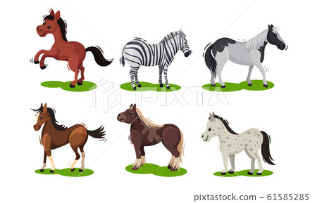 Different Horse Breeds Standing on the Ground... - Stock Illustration  [61585285] - PIXTA