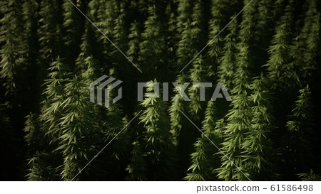 Thickets of marijuana plant on the field 61586498