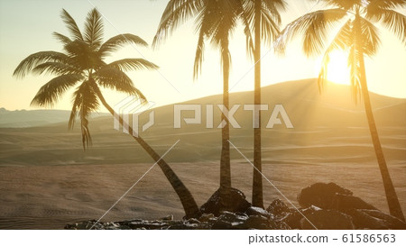 palms in desert at sunset 61586563