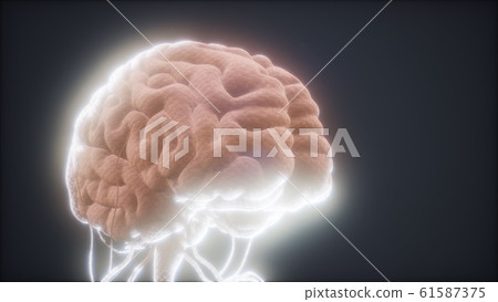 animated model of human brain animated model of human brain 61587375