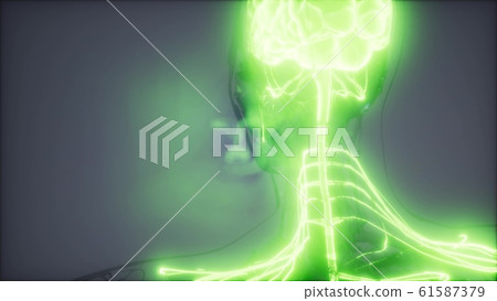 Human Brain Radiology Exam 61587379