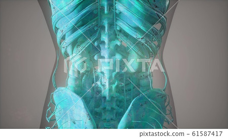 Complete close-up view of the Skeletal System with 61587417