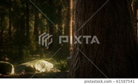 8K Giant Sequoia Trees at summertime in Sequoia 61587541