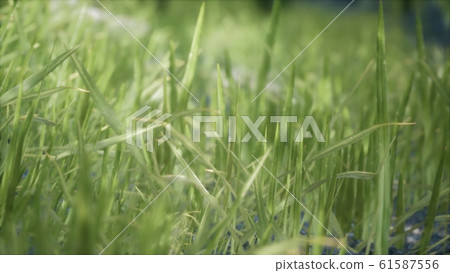 8K Bright spring grass field with sunlight 8K Bright spring grass field with sunlight 61587556