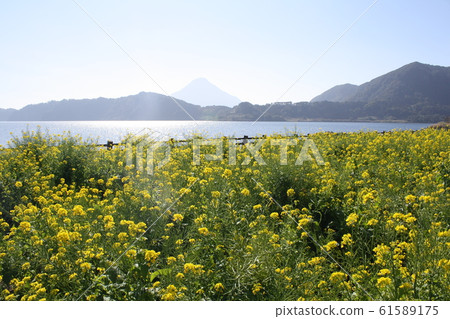 Lake Ikeda and rape blossoms Lake Ikeda and rape blossoms 61589175